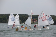 Opti-Alligatoren
